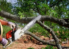 Best Tree Removal Services  in California, PA